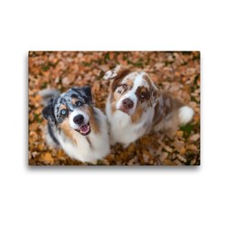 Premium Textil-Leinwand 45 x 30 cm Quer-Format Australian Shepherds schauen erwartungsvoll in die Kamera , gibt es ein Leckerchen? | Wandbild, HD-Bild auf Keilrahmen, Fertigbild auf hochwertigem Vlies, Leinwanddruck von Annett Mirsberger