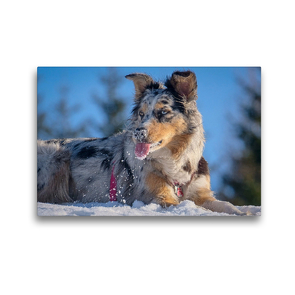 Premium Textil-Leinwand 45 x 30 cm Quer-Format Australischer Hirtenhund zeigt die Zunge | Wandbild, HD-Bild auf Keilrahmen, Fertigbild auf hochwertigem Vlies, Leinwanddruck von wuffclick-pic