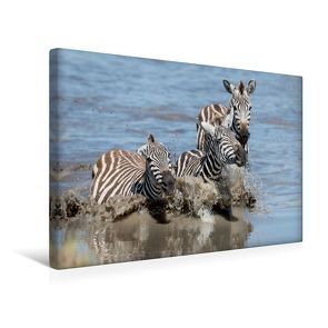 Premium Textil-Leinwand 45 x 30 cm Quer-Format Badespaß der Zebras | Wandbild, HD-Bild auf Keilrahmen, Fertigbild auf hochwertigem Vlies, Leinwanddruck von Ingo Gerlach