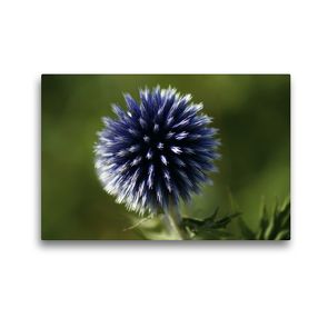 Premium Textil-Leinwand 45 x 30 cm Quer-Format Blaue Kugeldistel (Echinops) | Wandbild, HD-Bild auf Keilrahmen, Fertigbild auf hochwertigem Vlies, Leinwanddruck von kattobello