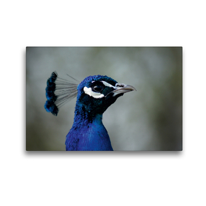 Premium Textil-Leinwand 45 x 30 cm Quer-Format Blauer Pfau Portrait | Wandbild, HD-Bild auf Keilrahmen, Fertigbild auf hochwertigem Vlies, Leinwanddruck von Kattobello