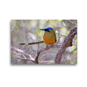 Premium Textil-Leinwand 45 x 30 cm Quer-Format Blauscheitelmotmot (Momotus Momota) | Wandbild, HD-Bild auf Keilrahmen, Fertigbild auf hochwertigem Vlies, Leinwanddruck von © viaje.ch