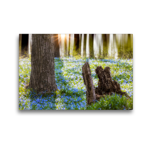 Premium Textil-Leinwand 45 x 30 cm Quer-Format Blausternchen | Wandbild, HD-Bild auf Keilrahmen, Fertigbild auf hochwertigem Vlies, Leinwanddruck von Tilo Grellmann Photography