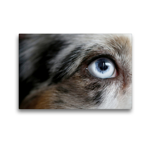 Premium Textil-Leinwand 45 x 30 cm Quer-Format Blue Merle Auge von einem American Shepherd | Wandbild, HD-Bild auf Keilrahmen, Fertigbild auf hochwertigem Vlies, Leinwanddruck von Youlia