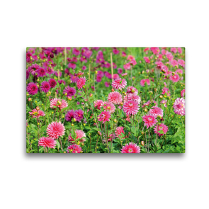 Premium Textil-Leinwand 45 x 30 cm Quer-Format Blumenbeet mit Dahlien | Wandbild, HD-Bild auf Keilrahmen, Fertigbild auf hochwertigem Vlies, Leinwanddruck von Anja Frost