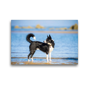 Premium Textil-Leinwand 45 x 30 cm Quer-Format Border Collie am Strand | Wandbild, HD-Bild auf Keilrahmen, Fertigbild auf hochwertigem Vlies, Leinwanddruck von Barbara Homolka