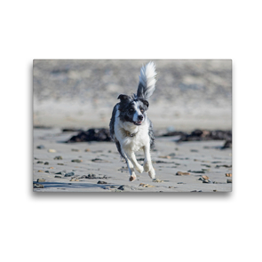 Premium Textil-Leinwand 45 x 30 cm Quer-Format Border Collie am Strand | Wandbild, HD-Bild auf Keilrahmen, Fertigbild auf hochwertigem Vlies, Leinwanddruck von Barbara Homolka