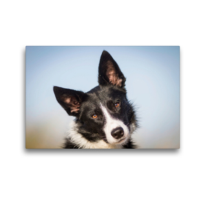 Premium Textil-Leinwand 45 x 30 cm Quer-Format Border Collie – mein treuer Begleiter | Wandbild, HD-Bild auf Keilrahmen, Fertigbild auf hochwertigem Vlies, Leinwanddruck von Barbara Homolka