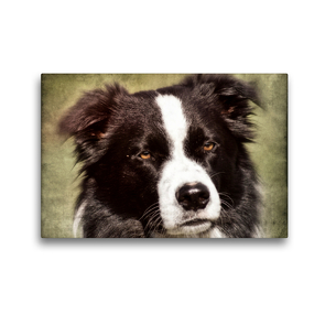 Premium Textil-Leinwand 45 x 30 cm Quer-Format Border Collie | Wandbild, HD-Bild auf Keilrahmen, Fertigbild auf hochwertigem Vlies, Leinwanddruck von Kattobello