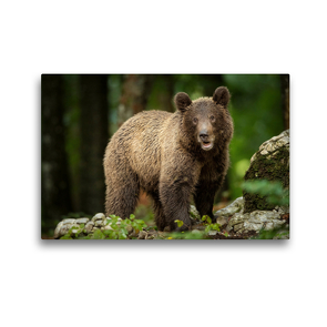 Premium Textil-Leinwand 45 x 30 cm Quer-Format Braunbär | Wandbild, HD-Bild auf Keilrahmen, Fertigbild auf hochwertigem Vlies, Leinwanddruck von Johann Schörkhuber