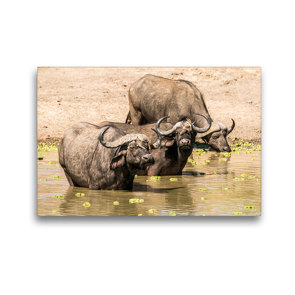 Premium Textil-Leinwand 45 x 30 cm Quer-Format Büffel zwischen Waserlilien | Wandbild, HD-Bild auf Keilrahmen, Fertigbild auf hochwertigem Vlies, Leinwanddruck von Bruno Pohl