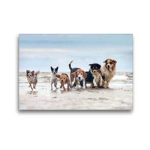 Premium Textil-Leinwand 45 x 30 cm Quer-Format Aussie, Beagle und Co. am Strand | Wandbild, HD-Bild auf Keilrahmen, Fertigbild auf hochwertigem Vlies, Leinwanddruck von Annett Mirsberger