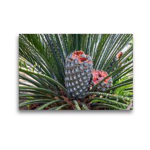 Premium Textil-Leinwand 45 x 30 cm Quer-Format Burrawang, Macrozamia communis, Australien | Wandbild, HD-Bild auf Keilrahmen, Fertigbild auf hochwertigem Vlies, Leinwanddruck von Hanna Wagner