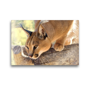 Premium Textil-Leinwand 45 x 30 cm Quer-Format Caracal – Namibia | Wandbild, HD-Bild auf Keilrahmen, Fertigbild auf hochwertigem Vlies, Leinwanddruck von Astrid Ziemer