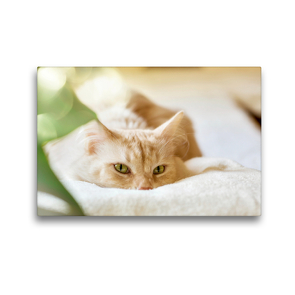 Premium Textil-Leinwand 45 x 30 cm Quer-Format Casper | Wandbild, HD-Bild auf Keilrahmen, Fertigbild auf hochwertigem Vlies, Leinwanddruck von N N