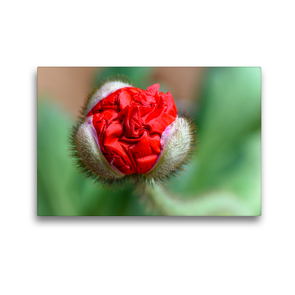 Premium Textil-Leinwand 45 x 30 cm Quer-Format Das rote Seidentuch – roter Mohn | Wandbild, HD-Bild auf Keilrahmen, Fertigbild auf hochwertigem Vlies, Leinwanddruck von HerzogPictures