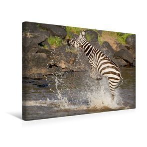 Premium Textil-Leinwand 45 x 30 cm Quer-Format Das Zebra rettet sich nach einer Krokodilattacke | Wandbild, HD-Bild auf Keilrahmen, Fertigbild auf hochwertigem Vlies, Leinwanddruck von Ingo Gerlach