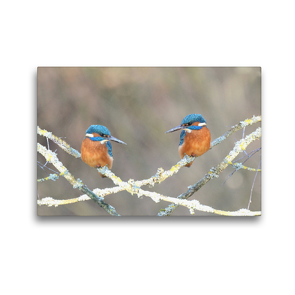 Premium Textil-Leinwand 45 x 30 cm Quer-Format Der Eisvogel ein Juwel der Natur | Wandbild, HD-Bild auf Keilrahmen, Fertigbild auf hochwertigem Vlies, Leinwanddruck von Rufotos