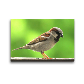 Premium Textil-Leinwand 45 x 30 cm Quer-Format Der freche Spatz | Wandbild, HD-Bild auf Keilrahmen, Fertigbild auf hochwertigem Vlies, Leinwanddruck von Claudia Schimmack
