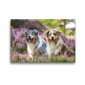 Premium Textil-Leinwand 45 x 30 cm Quer-Format Zwei Australian Shepherds sitzen strahlend in der lila Heidelandschaft | Wandbild, HD-Bild auf Keilrahmen, Fertigbild auf hochwertigem Vlies, Leinwanddruck von Annett Mirsberger