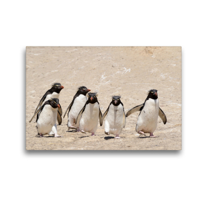 Premium Textil-Leinwand 45 x 30 cm Quer-Format Die Gang – Felsenpinguine | Wandbild, HD-Bild auf Keilrahmen, Fertigbild auf hochwertigem Vlies, Leinwanddruck von Rolf Skrypzak