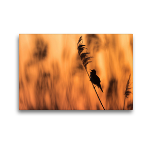 Premium Textil-Leinwand 45 x 30 cm Quer-Format Drosselrohrsänger im Sonnenaufgang | Wandbild, HD-Bild auf Keilrahmen, Fertigbild auf hochwertigem Vlies, Leinwanddruck von Olaf Jürgens