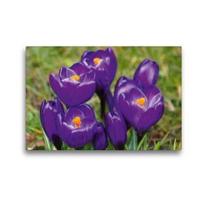 Premium Textil-Leinwand 45 x 30 cm Quer-Format Dunkel lila Krokusse (Crocus) | Wandbild, HD-Bild auf Keilrahmen, Fertigbild auf hochwertigem Vlies, Leinwanddruck von kattobello