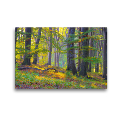 Premium Textil-Leinwand 45 x 30 cm Quer-Format Ein alter Wald | Wandbild, HD-Bild auf Keilrahmen, Fertigbild auf hochwertigem Vlies, Leinwanddruck von LianeM