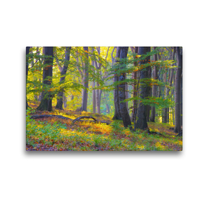 Premium Textil-Leinwand 45 x 30 cm Quer-Format Ein alter Wald | Wandbild, HD-Bild auf Keilrahmen, Fertigbild auf hochwertigem Vlies, Leinwanddruck von LianeM