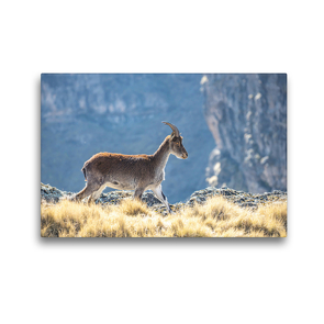 Premium Textil-Leinwand 45 x 30 cm Quer-Format Ein junger Walia Steinbock im Simien-Nationalpark. | Wandbild, HD-Bild auf Keilrahmen, Fertigbild auf hochwertigem Vlies, Leinwanddruck von dotmatchbox