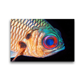 Premium Textil-Leinwand 45 x 30 cm Quer-Format Ein Soldatenfisch im Freiwasser – eine tolle Begegnung! | Wandbild, HD-Bild auf Keilrahmen, Fertigbild auf hochwertigem Vlies, Leinwanddruck von Ute Niemann