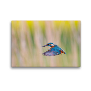 Premium Textil-Leinwand 45 x 30 cm Quer-Format Eisvogel beim Rüttelflug | Wandbild, HD-Bild auf Keilrahmen, Fertigbild auf hochwertigem Vlies, Leinwanddruck von Wilfried Martin