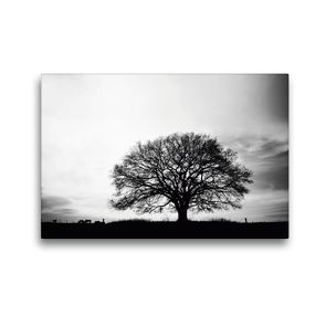 Premium Textil-Leinwand 45 x 30 cm Quer-Format Emotionale Momente: Black & White Fineart – die Eiche. / CH-Version | Wandbild, HD-Bild auf Keilrahmen, Fertigbild auf hochwertigem Vlies, Leinwanddruck von Ingo Gerlach GDT