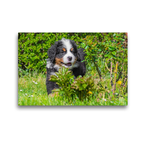 Premium Textil-Leinwand 45 x 30 cm Quer-Format Erkundung im Garten | Wandbild, HD-Bild auf Keilrahmen, Fertigbild auf hochwertigem Vlies, Leinwanddruck von Sigrid Starick