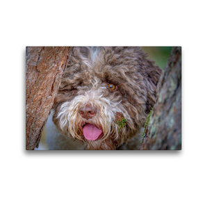 Premium Textil-Leinwand 45 x 30 cm Quer-Format Erstauntes Lagotto Mädchen | Wandbild, HD-Bild auf Keilrahmen, Fertigbild auf hochwertigem Vlies, Leinwanddruck von wuffclick-pic