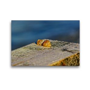 Premium Textil-Leinwand 45 x 30 cm Quer-Format Falsches Ostseegold / kein Bernstein | Wandbild, HD-Bild auf Keilrahmen, Fertigbild auf hochwertigem Vlies, Leinwanddruck von Norbert J. Sülzner / NJS-Photographie