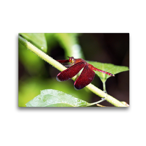 Premium Textil-Leinwand 45 x 30 cm Quer-Format Feuerlibelle, Borneo | Wandbild, HD-Bild auf Keilrahmen, Fertigbild auf hochwertigem Vlies, Leinwanddruck von Michael Herzog
