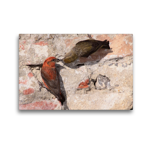 Premium Textil-Leinwand 45 x 30 cm Quer-Format Fichtenkreuzschnabel | Wandbild, HD-Bild auf Keilrahmen, Fertigbild auf hochwertigem Vlies, Leinwanddruck von Winfried Erlwein