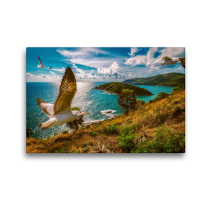 Premium Textil-Leinwand 45 x 30 cm Quer-Format Fliegende Braunkopfmöwen (Chroicocephalus brunnicephalus) | Wandbild, HD-Bild auf Keilrahmen, Fertigbild auf hochwertigem Vlies, Leinwanddruck von Arne Wünsche