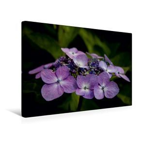 Premium Textil-Leinwand 45 x 30 cm Quer-Format Flower-Power | Wandbild, HD-Bild auf Keilrahmen, Fertigbild auf hochwertigem Vlies, Leinwanddruck von Andreas Levi – PHOTOmedia++ von Levi - PHOTOmedia++,  Andreas