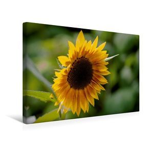 Premium Textil-Leinwand 45 x 30 cm Quer-Format Flower-Power | Wandbild, HD-Bild auf Keilrahmen, Fertigbild auf hochwertigem Vlies, Leinwanddruck von Andreas Levi – PHOTOmedia++ von Levi - PHOTOmedia++,  Andreas