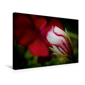 Premium Textil-Leinwand 45 x 30 cm Quer-Format Flower-Power | Wandbild, HD-Bild auf Keilrahmen, Fertigbild auf hochwertigem Vlies, Leinwanddruck von Andreas Levi – PHOTOmedia++ von Levi - PHOTOmedia++,  Andreas