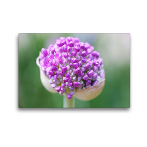 Premium Textil-Leinwand 45 x 30 cm Quer-Format Frisch geöffnet, Allium Hortulus-Uphoff | Wandbild, HD-Bild auf Keilrahmen, Fertigbild auf hochwertigem Vlies, Leinwanddruck von Gisela Kruse