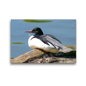 Premium Textil-Leinwand 45 x 30 cm Quer-Format Gänsesäger (Mergus merganser) Männchen | Wandbild, HD-Bild auf Keilrahmen, Fertigbild auf hochwertigem Vlies, Leinwanddruck von kattobello