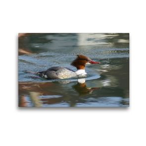 Premium Textil-Leinwand 45 x 30 cm Quer-Format Gänsesäger (Mergus merganser) Weibchen | Wandbild, HD-Bild auf Keilrahmen, Fertigbild auf hochwertigem Vlies, Leinwanddruck von kattobello