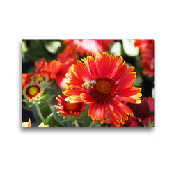 Premium Textil-Leinwand 45 x 30 cm Quer-Format Gaillardia ‚Moxie‘ | Wandbild, HD-Bild auf Keilrahmen, Fertigbild auf hochwertigem Vlies, Leinwanddruck von Gisela Kruse