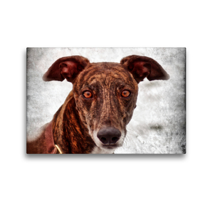 Premium Textil-Leinwand 45 x 30 cm Quer-Format Galgo Espaniol | Wandbild, HD-Bild auf Keilrahmen, Fertigbild auf hochwertigem Vlies, Leinwanddruck von Kattobello