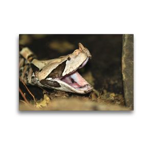 Premium Textil-Leinwand 45 x 30 cm Quer-Format Gefährliche Schlangen – Gabunviper | Wandbild, HD-Bild auf Keilrahmen, Fertigbild auf hochwertigem Vlies, Leinwanddruck von Michael Herzog