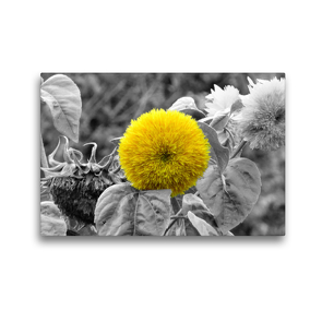 Premium Textil-Leinwand 45 x 30 cm Quer-Format gefüllte Sonnenblume | Wandbild, HD-Bild auf Keilrahmen, Fertigbild auf hochwertigem Vlies, Leinwanddruck von Yles.Photo.Art