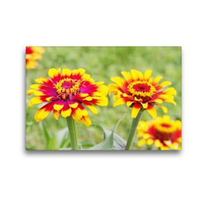 Premium Textil-Leinwand 45 x 30 cm Quer-Format Gelb-rote Zinnien | Wandbild, HD-Bild auf Keilrahmen, Fertigbild auf hochwertigem Vlies, Leinwanddruck von Gisela Kruse